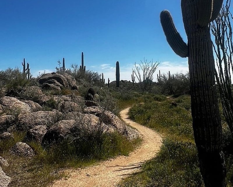 Private Guided Sonoran Desert Hike in Scottsdale