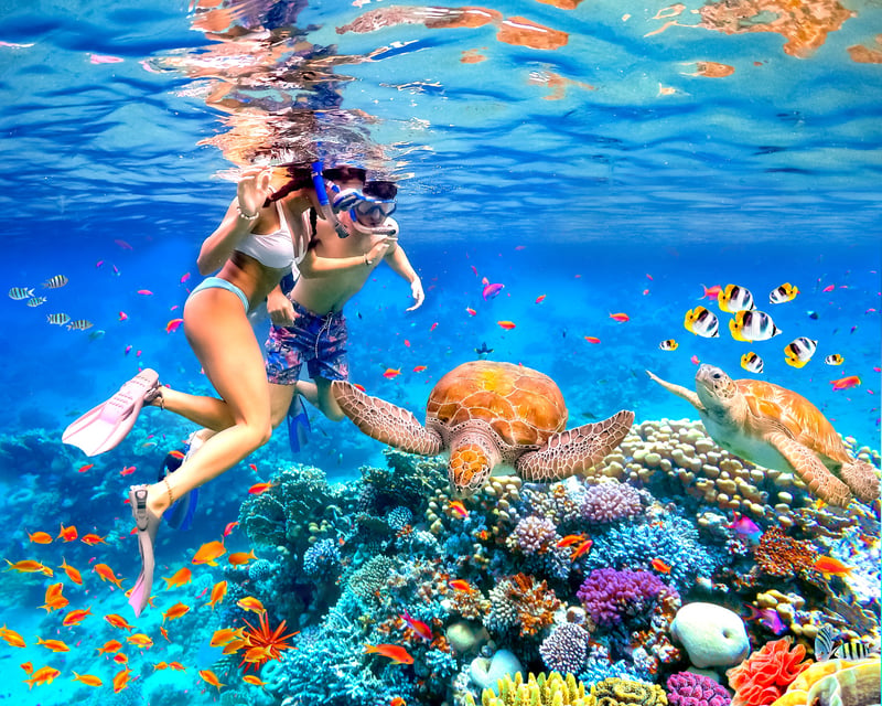 Turtle Canyon Snorkel & Paddleboard Tour Off Waikiki