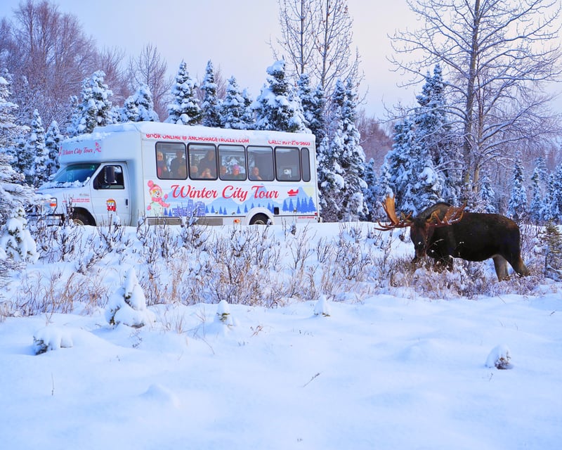 Guided Winter City Tour of Anchorage