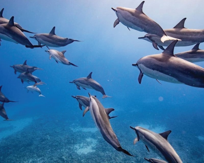 Dolphin & Whale Watching Eco-Raft Tour in Lahaina, Maui