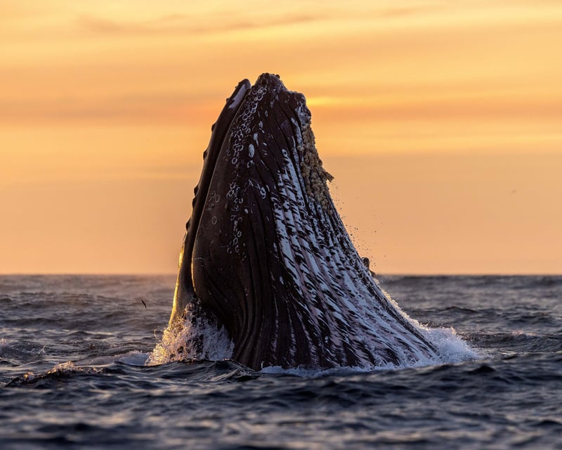 Sunset Whale Watching Cruise in Monterey Bay