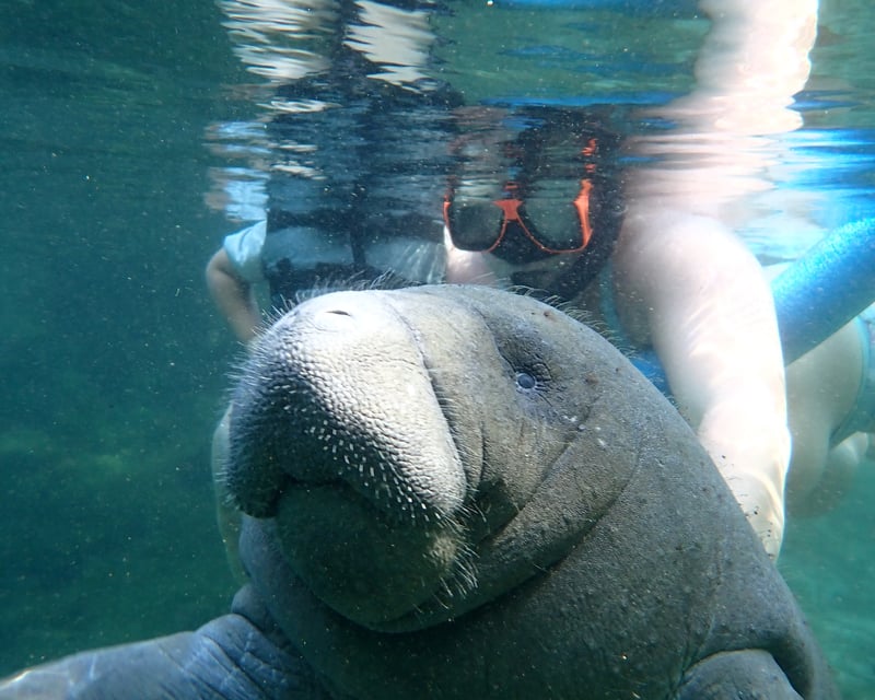 Shared Swim With Manatees Snorkel Tour in Homosassa