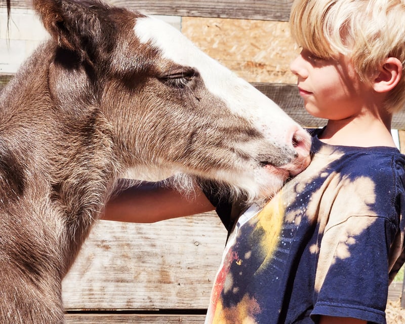 Clydesdale Farm Tour & Baby Clydesdale Meet in Dunnellon