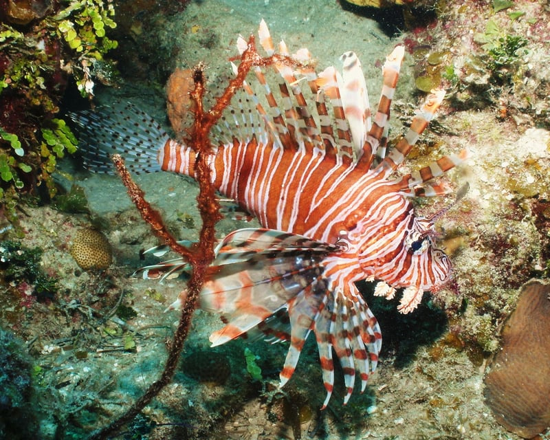 Key West Reef Dive & Snorkel Trip