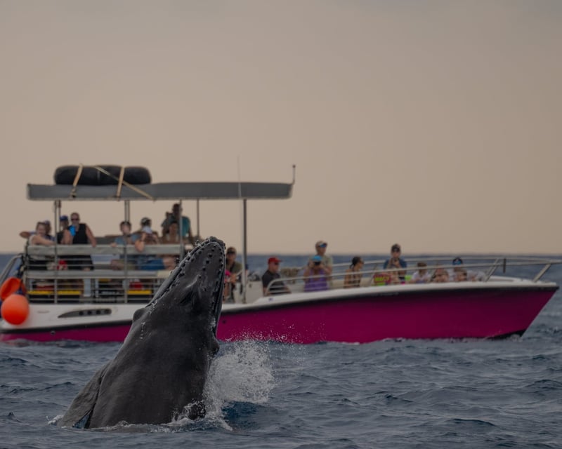 Sunrise Whale Watch in Lahaina