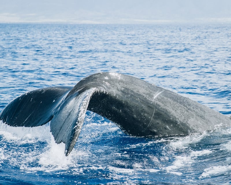 Humpback Whale Watching Sailing Tour in Maui
