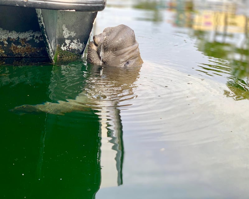 Eco Boat Tour in Key Largo with Dolphin & Manatee Spotting