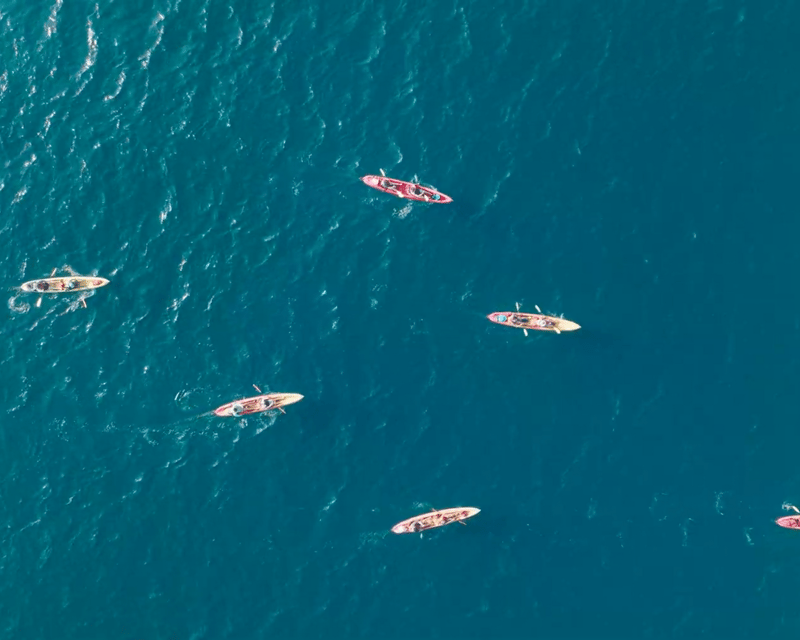Wildlife Kayak Tour of Tomales Bay