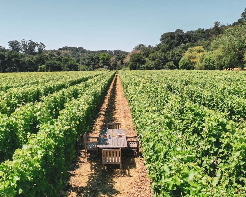 Private Boutique Winery Tour for Collectors in Sonoma