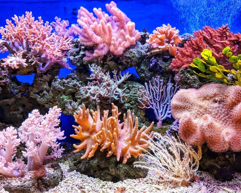 Aguadilla Marine Ecology Dives With Black Light