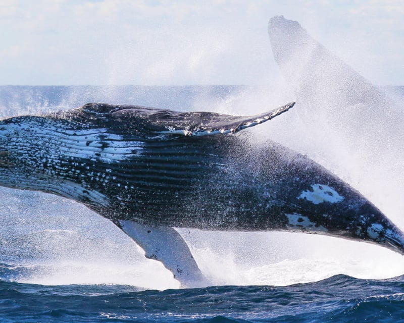 Whale Watching & Late Breakfast Cruise
