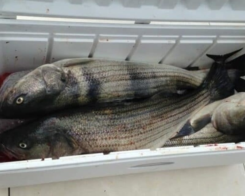 Sunset Fluke Fishing Charter in Belmar