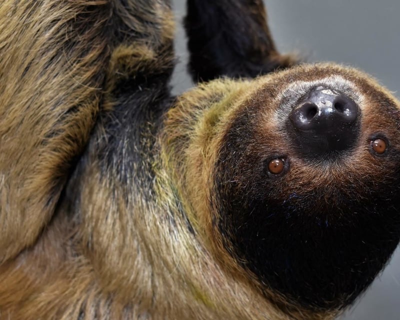 Private Sloth Meet & Greet at Downtown Aquarium Denver