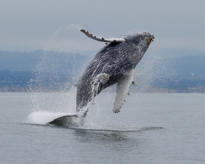 Whale Watching Cruise From Moss Landing