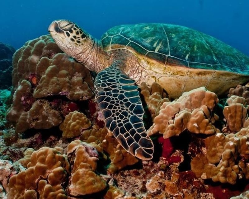 Snorkel Tour with Lessons in Honolulu
