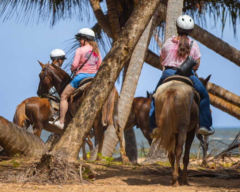Guided Horseback Trail Ride in Palmas del Mar, Puerto Rico