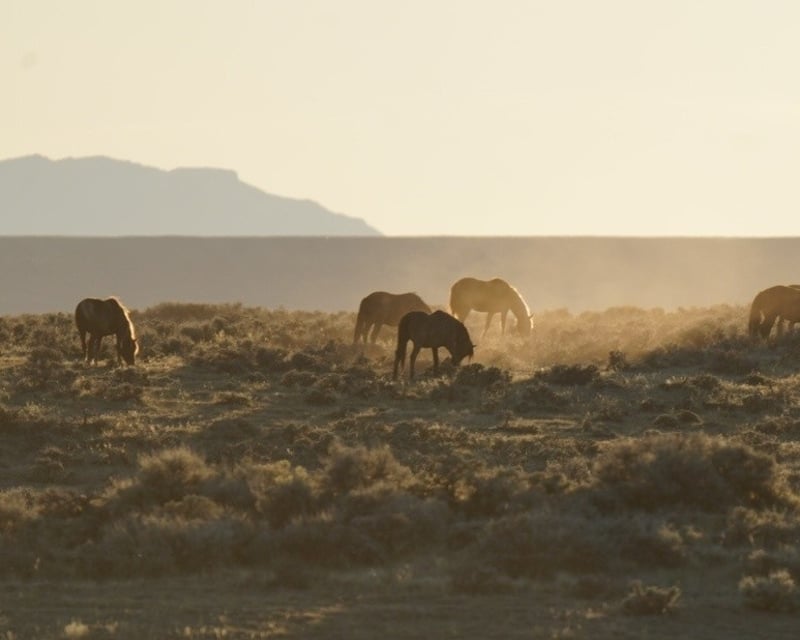 Half-Day Winter Wildlife Tour from Cody near Yellowstone