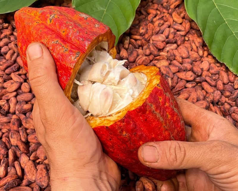 Tour A Chocolate Factory & Tasting In Honolulu