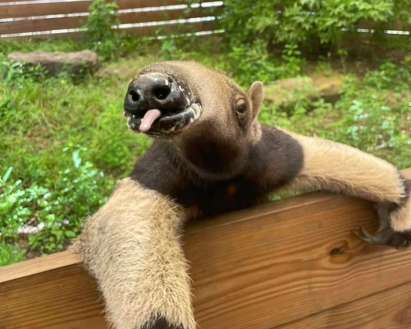 Giant Anteater Encounter at North Florida Wildlife Center