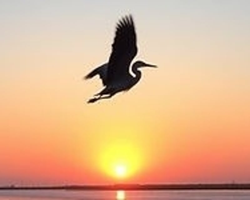 Sunrise Salt Marsh Wildlife Boat Tour Near Charleston