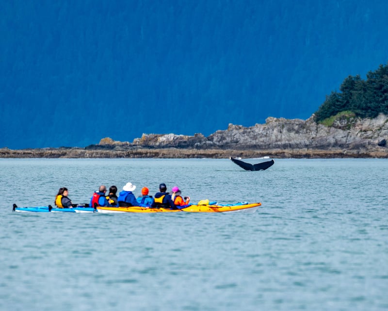 Juneau Whale Watching Kayak Tour
