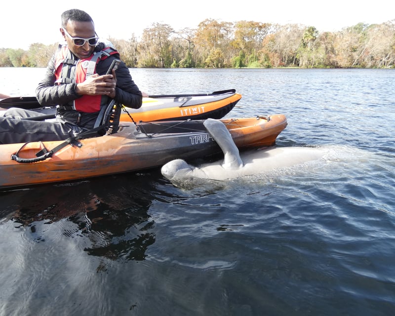 Guided Manatee Kayak Tour Near Blue Spring State Park