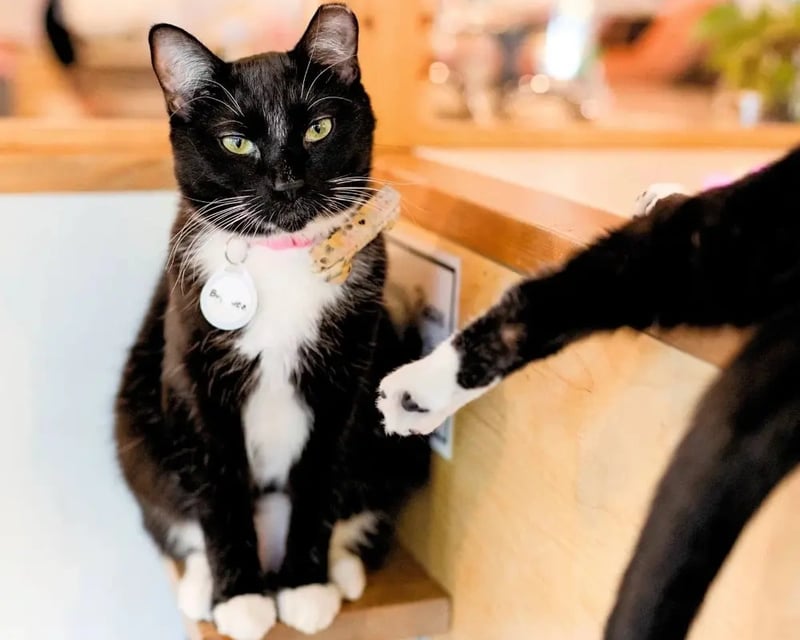 Cat Cafe Visit with Adoptable Rescue Cats in Seattle