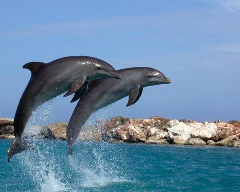 Destin Sunset Dolphin Cruise