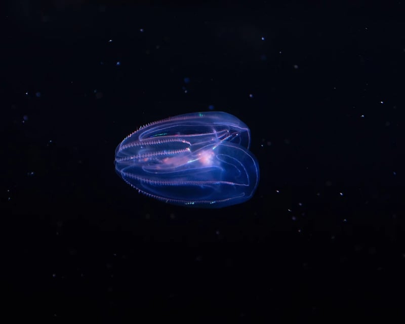 Guided Bioluminescent Kayak Tour in Cocoa Beach