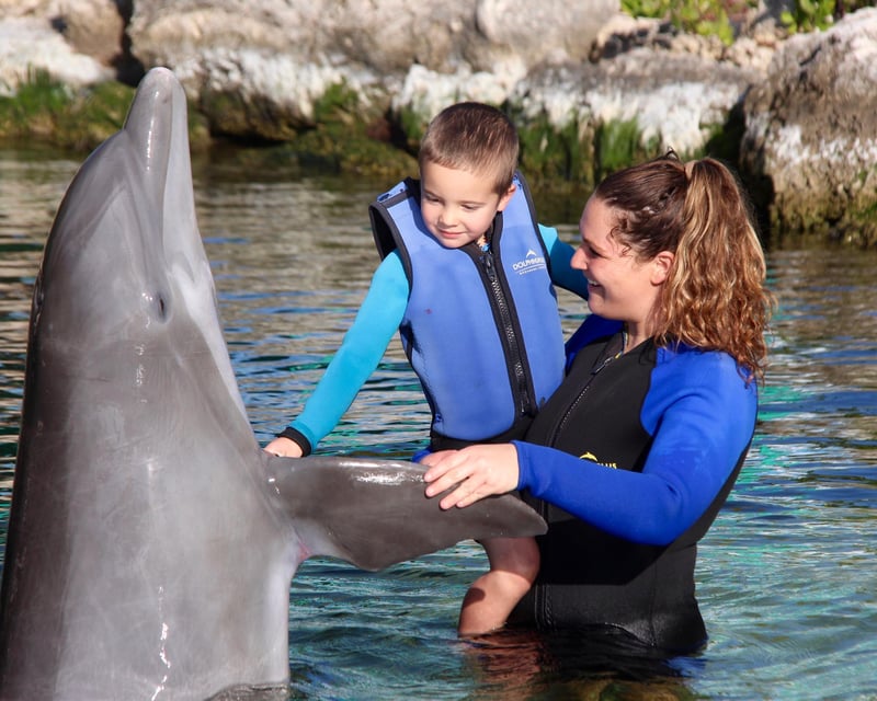 Shallow Water Dolphin Encounter in Key Largo
