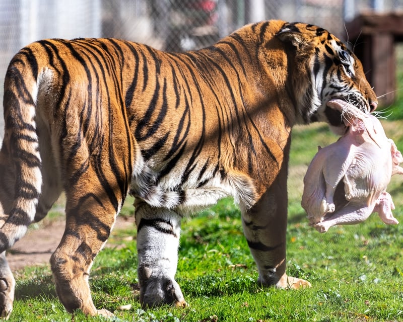 Thanksgiving Animal Sanctuary Tour in Alpine
