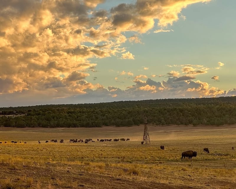 Sunset Bison Feeding Wagon Ride Near Zion