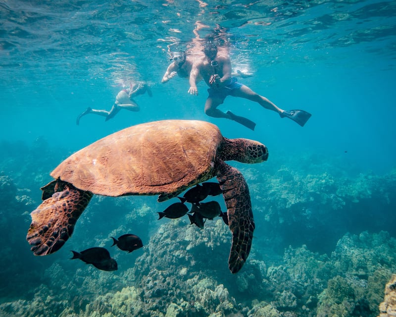 Guided Turtle Snorkel Tour at Mala Wharf in Lahaina