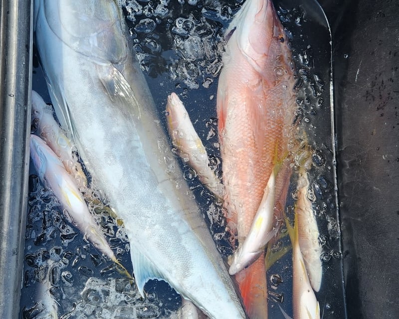 4-Hour Reef & Wreck Fishing Charter in Key West