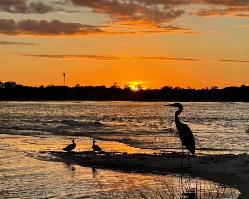 4-Hour Salt Marsh Kayak Tour Near Huntington Beach