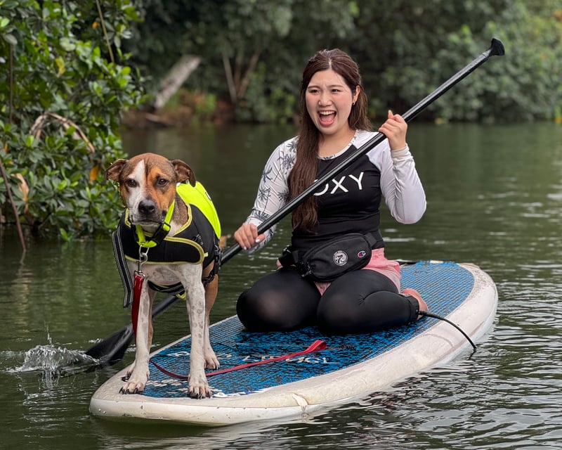 Paddleboard With Rescue Dogs In Haleiwa