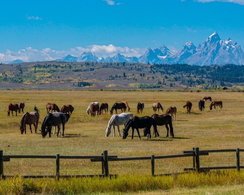 Grand Teton National Park Private Guided Day Tour