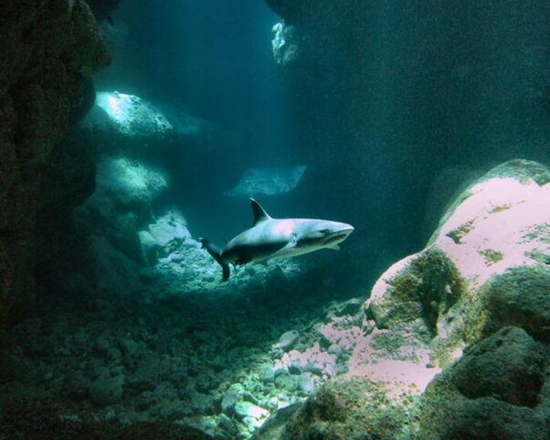 Advanced Two-Tank Morning Dive Charter