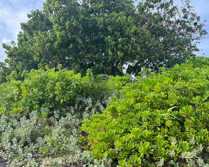 Plant Native Hawaiian Shoreline Plants on Oahu