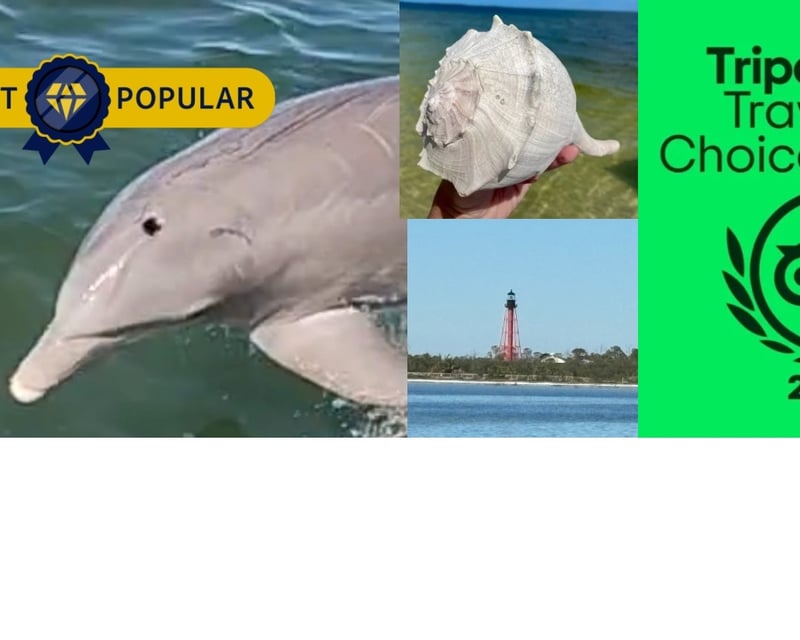 Dolphin & Shelling Cruise to Anclote Key from Tarpon Springs