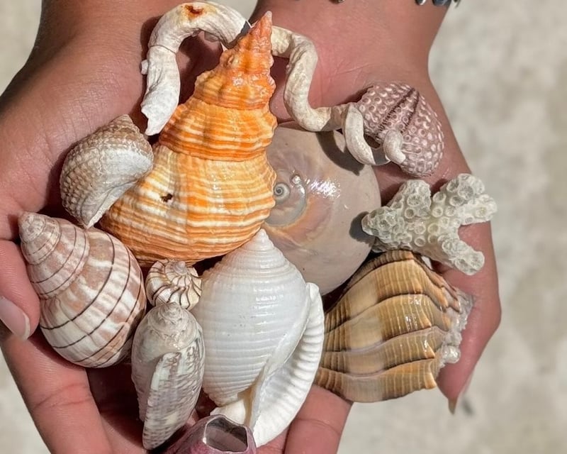 Guided Shelling & Snorkel Tour at Shell Key