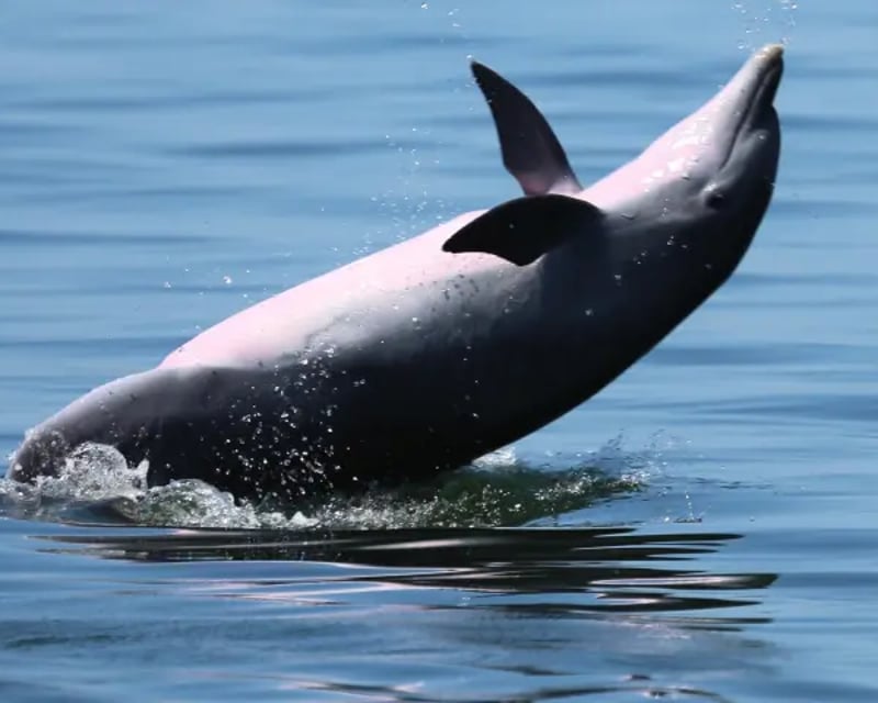 Dolphin Cruise & Snorkel Trip in Pensacola Beach