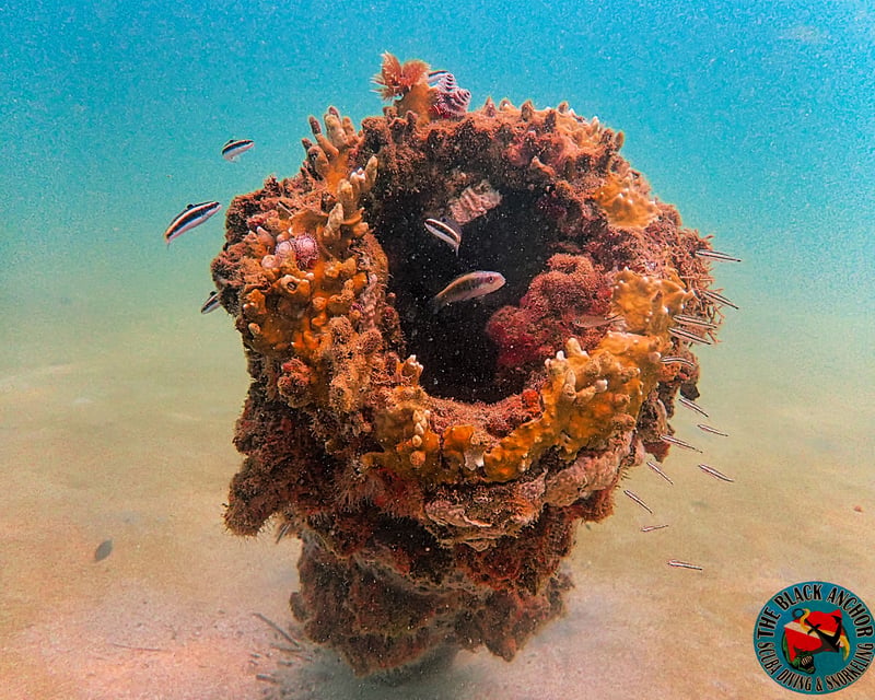 Fish Identification Dive Course at Crash Boat Beach