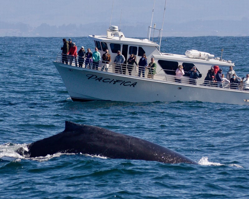 See Whales & Dolphins with Expert Naturalists