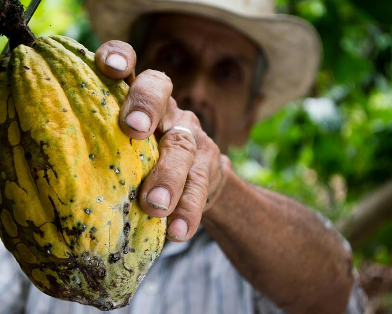 Puerto Viejo Cacao Forest Chocolate Tour