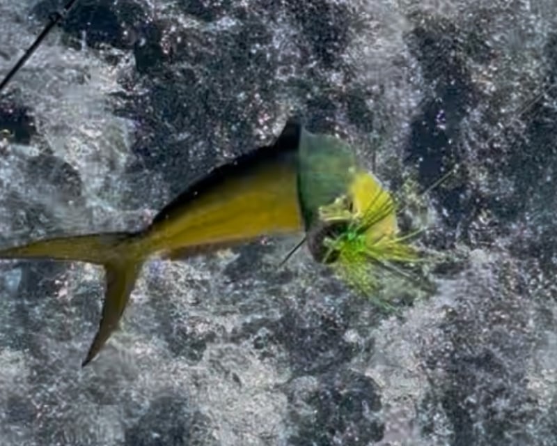 Shared Deep Sea Fishing Charter in Key West