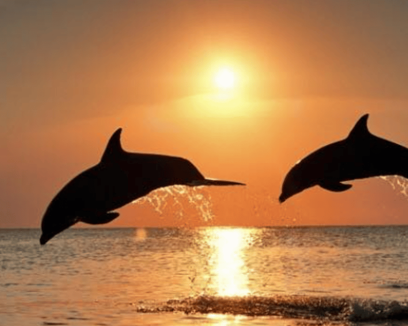Sunset Dolphin & Harbor Lights Cruise in Clearwater Beach