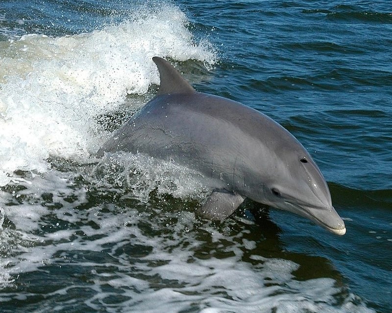 Tybee Island Dolphin Cruise