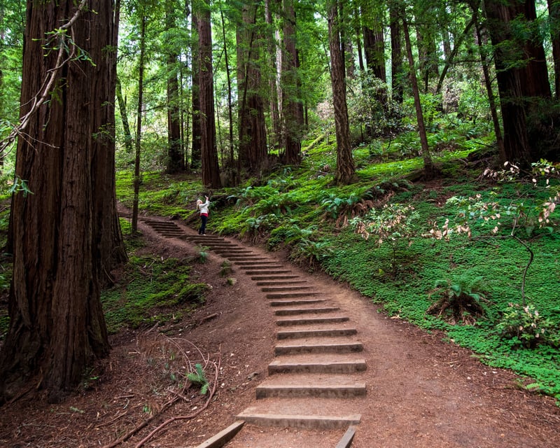 Guided 5-Hour Muir Woods & Sausalito Tour
