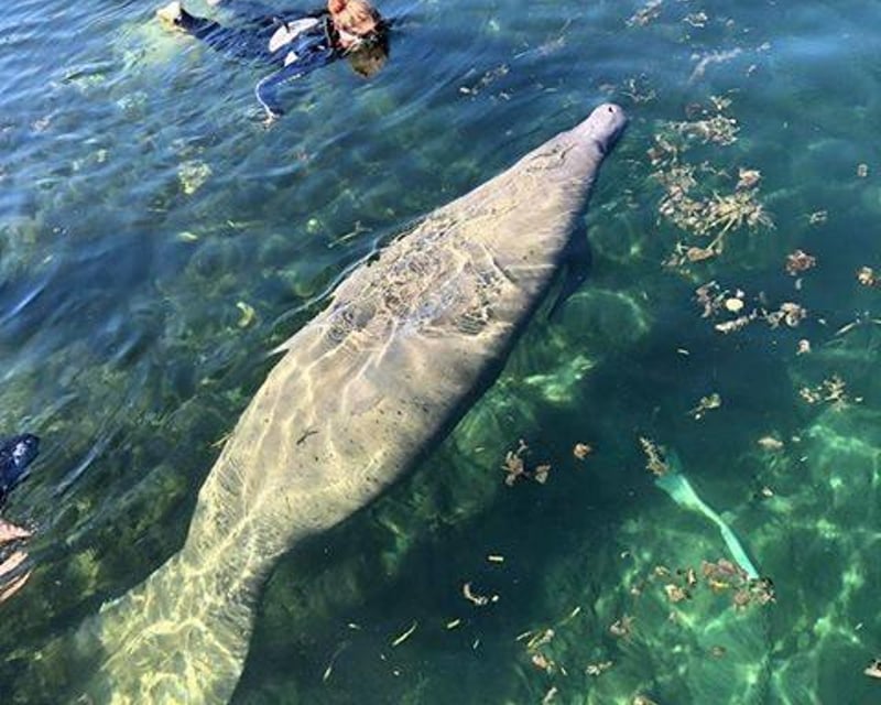 Swim With Manatees on a Private Crystal River Tour